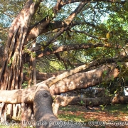 Largest Banyan Tree 01